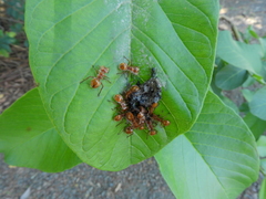 Cephalotes clypeatus
