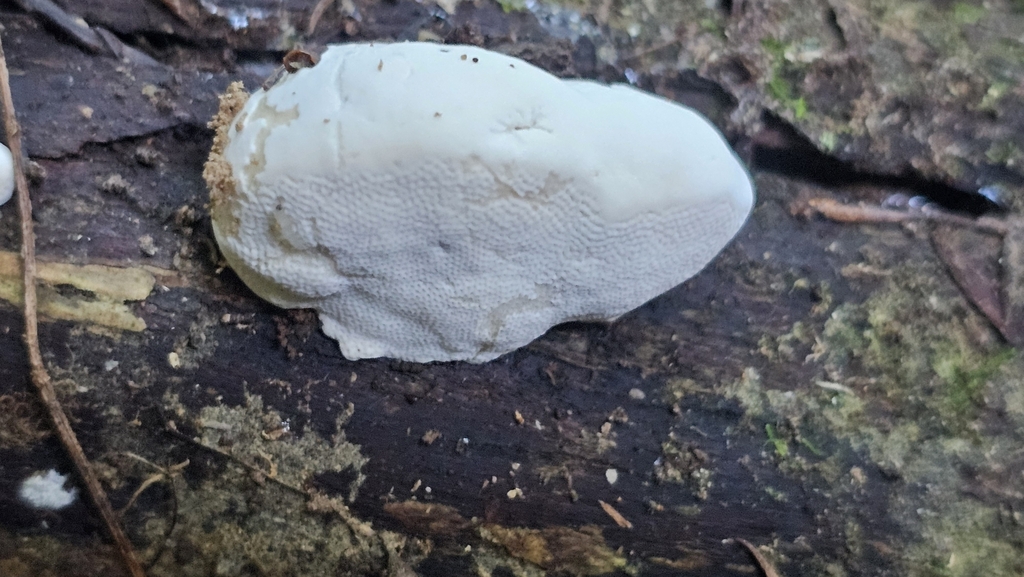 Truncospora ochroleuca · July 2025 · photo: © henryahh (iNaturalist, cc0)