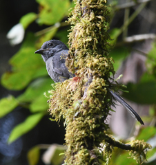 Lipaugus fuscocinereus