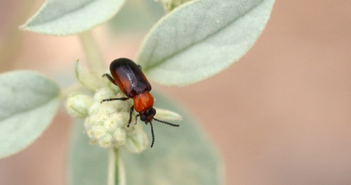 Orange Stout-horned Luperine