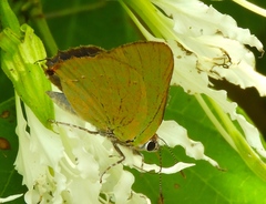 Cyanophrys amyntor