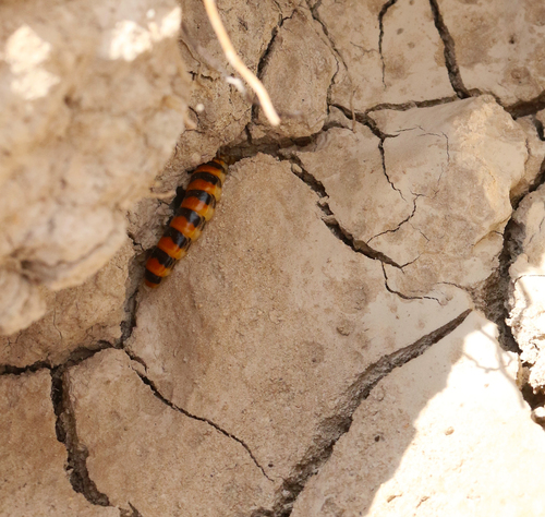 Phengodes