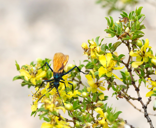 New World Tarantula-hawk Wasps