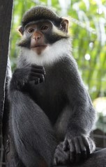 Red-Eared Guenon photo 5
