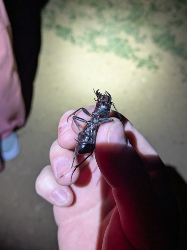 Great Plains Giant Tiger Beetle photo 4