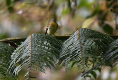 Leptopogon rufipectus