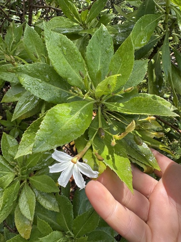 Scaevola chamissoniana observed 2025-07-19