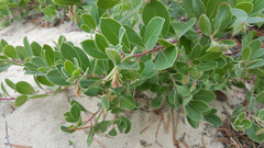 Arctostaphylos × media