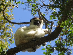 Propithecus verreauxi