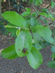 Cephalotes clypeatus