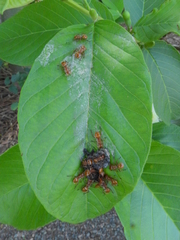 Cephalotes clypeatus