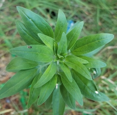 Florestina tripteris