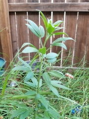 Florestina tripteris