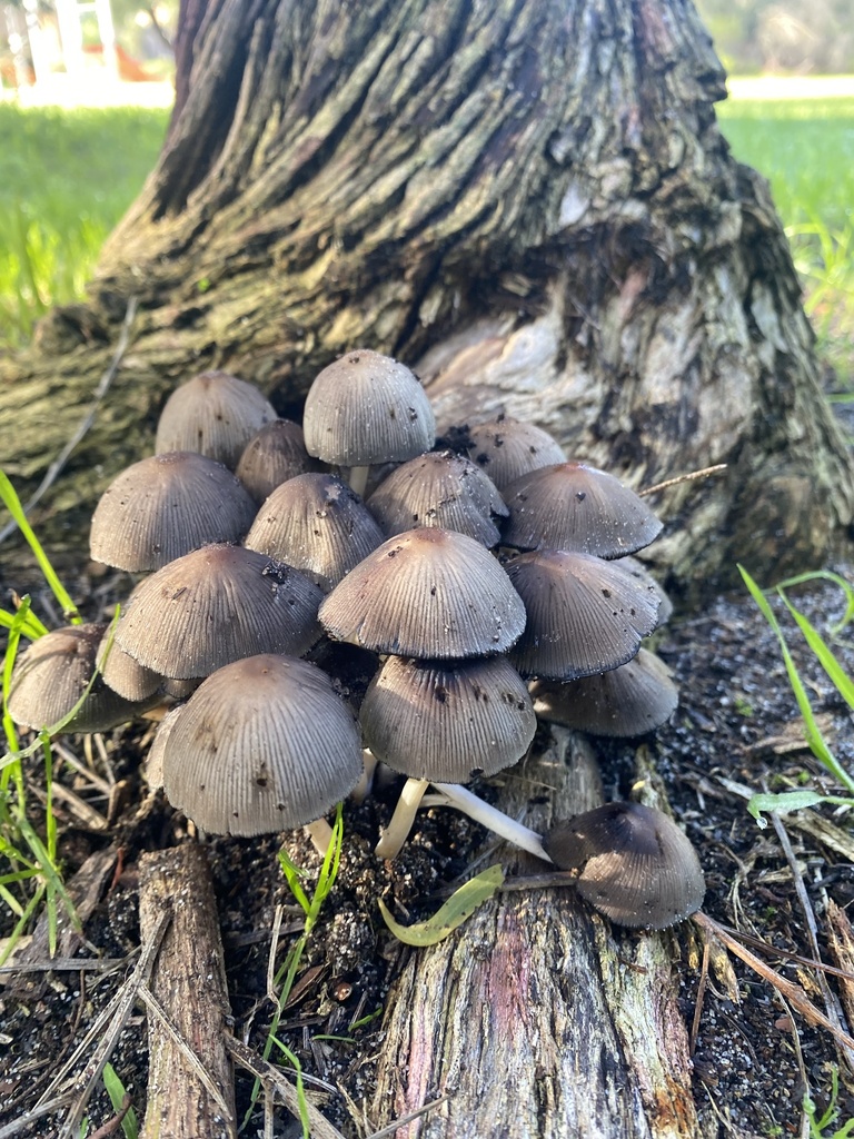 Coprinellus disseminatus · July 2025 · photo: © enrica38 (iNaturalist, cc-by)