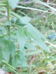 Florestina tripteris