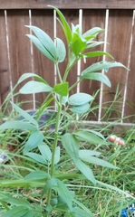 Florestina tripteris