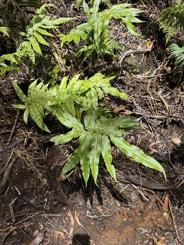 Coniogramme pilosa observed 2025-07-19