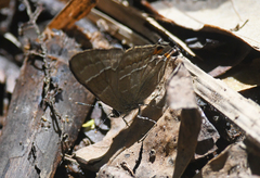 Lamprospilus nicetus