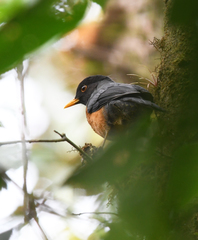 Turdus fulviventris