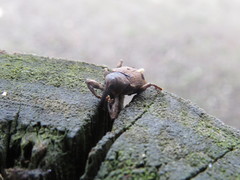 Heilipodus ocellatus