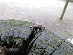 Heilipodus ocellatus