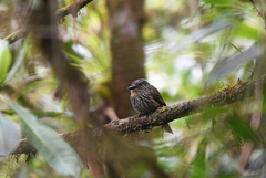 Malacoptila fulvogularis