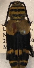 Megacyllene decora