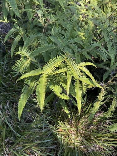 Sticherus owhyhensis observed 2025-07-21