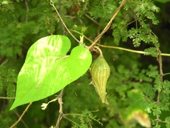 Schizocarpum palmeri