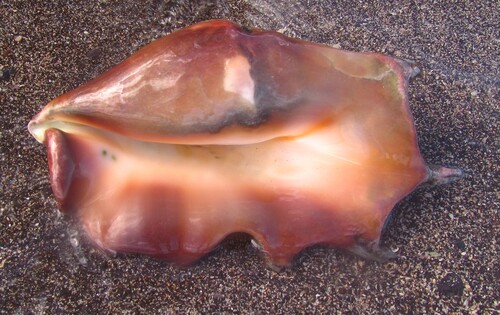 Lambis truncata