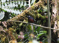 Ochthoeca cinnamomeiventris