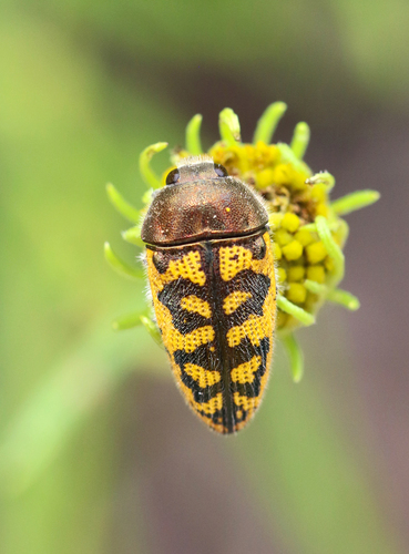 Acmaeodera auritincta