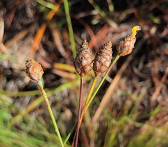 Xyris stenotera