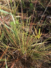 Xyris stenotera