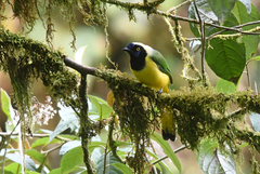 Cyanocorax yncas yncas