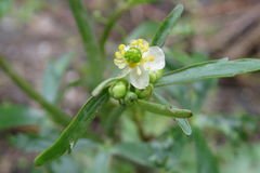 Ranunculus apiifolius