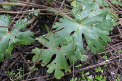 Ranunculus apiifolius