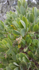 Arctostaphylos × media
