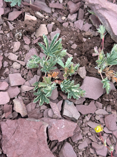 varileaf cinquefoil (Potentilla diversifolia)