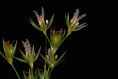 Juncus coriaceus