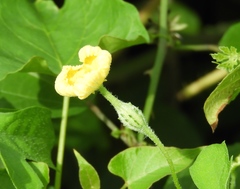 Luffa operculata