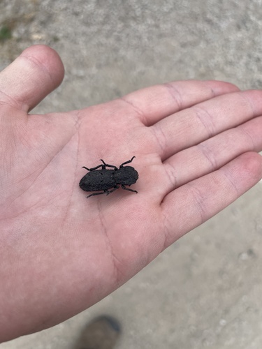 Diabolical Ironclad Beetle photo 6