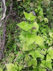 Lantana velutina