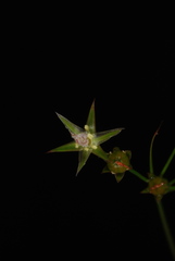 Juncus coriaceus