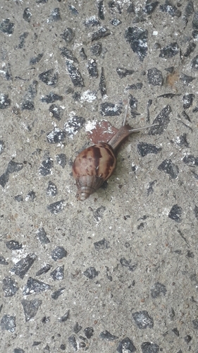 African Giant Snail