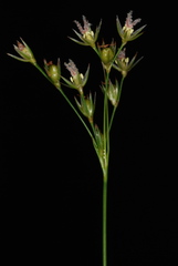 Juncus coriaceus