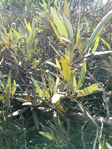 Avicennia marina iNat (3)