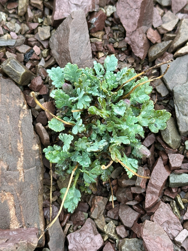 Alpine Glacier Poppy (Oreomecon pygmaea)