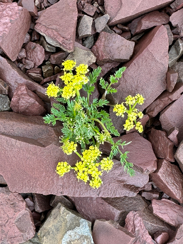 Sandberg's Desert-parsley (Lomatium sandbergii)