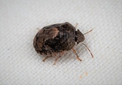 Stethaulax marmorata